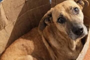 ¿Educación o crueldad? Desata indignación muerte de perrita en actividades académicas