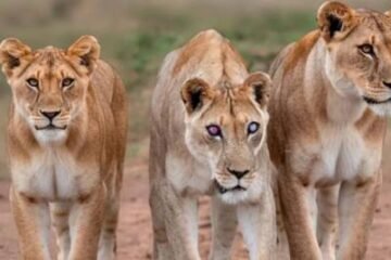 ¿Qué pasó con Josie? La historia de la leona ciega que sobrevivió gracias a la «lealtad» de sus hijas