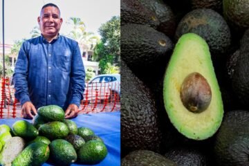 Productores de aguacate en Cuernavaca revelan la verdadera amenaza que vigilan en sus huertas