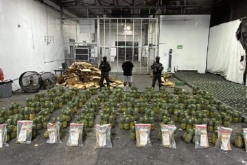 Incautan 30 kilos de presunta cocaína oculta en cargamento de piñas en República Dominicana