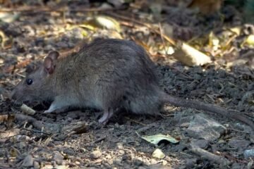 ¡Han mutado! Los roedores de Nueva York son más resistentes a pesticidas, según estudio