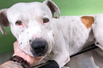 Buscan hogar para «Manchas Segundo» tras sobrevivir a un fuerte atropellamiento