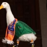 El famoso pato Merlín estrena su propia línea de tenis
