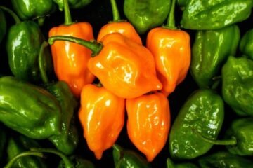 Tequila y salsas, los productos más exportados de México al Reino Unido alcanzan valor de 184 mdd