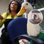 Dueña del Pato Merlín desata polémica en redes sociales por un altar a Baphomet