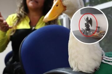 Dueña del Pato Merlín desata polémica en redes sociales por un altar a Baphomet