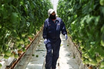 IA, cambio climático y T-MEC centrarán el debate de la Convención Nacional de Semillas