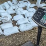 Detienen a dos mexicanos en redada contra un laboratorio  de metanfetamina en Sudáfrica
