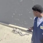 Video viral de supuesto alien afuera de un supermercado causa revuelo; la verdad detrás de las imágenes