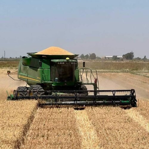 Servicios sostienen a la economía mexicana ante debilidad del campo y la industria